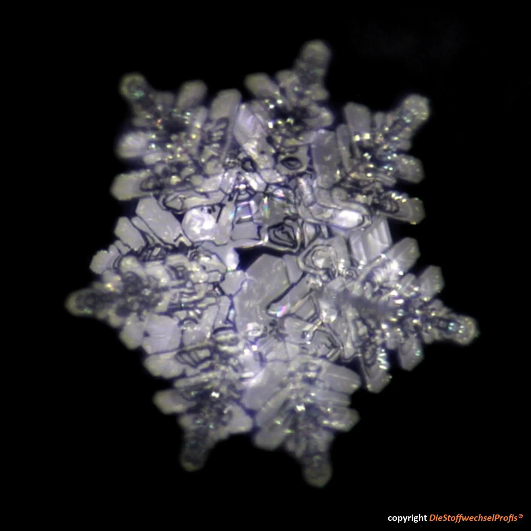 Hochenergie-Platte by DieStoffwechselProfis® mit 90.10.® Quanten-Technologie