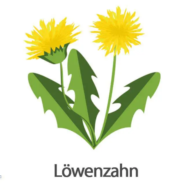 Superfood Löwenzahnwurzel bio Pulver 100g im Glas