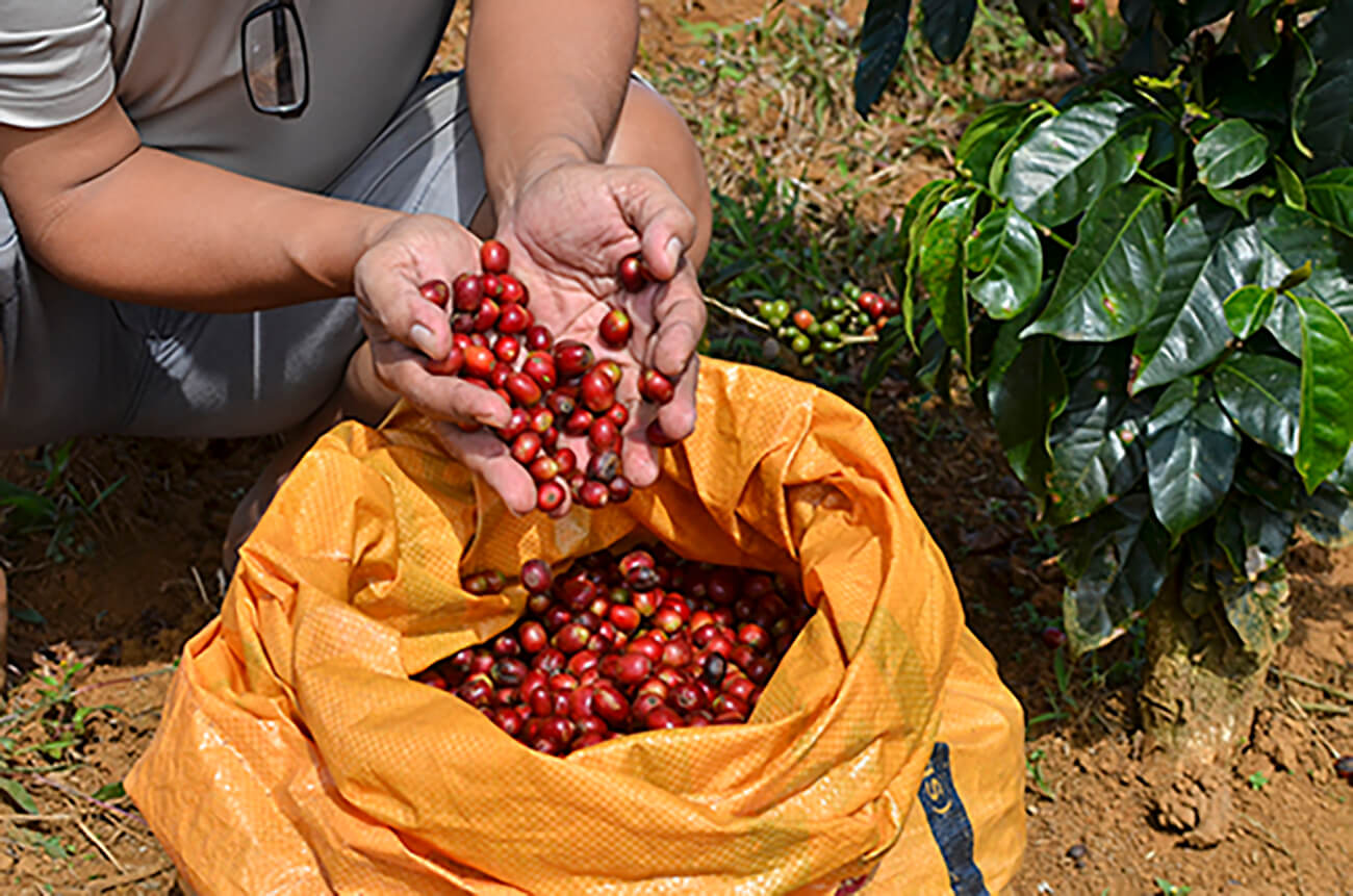 Kaffee Finca El Flamingo 500g