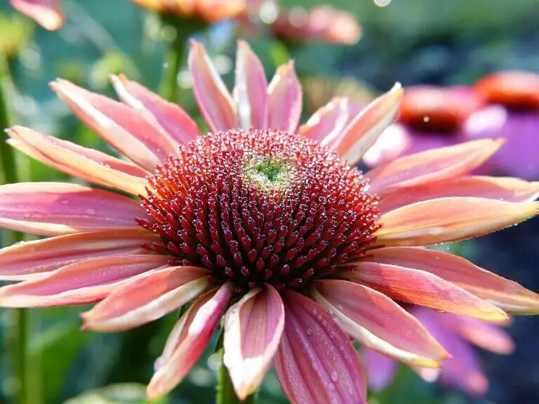 Pro Immun Vita  (mit Echinacea + Ling Zhi) Kapseln