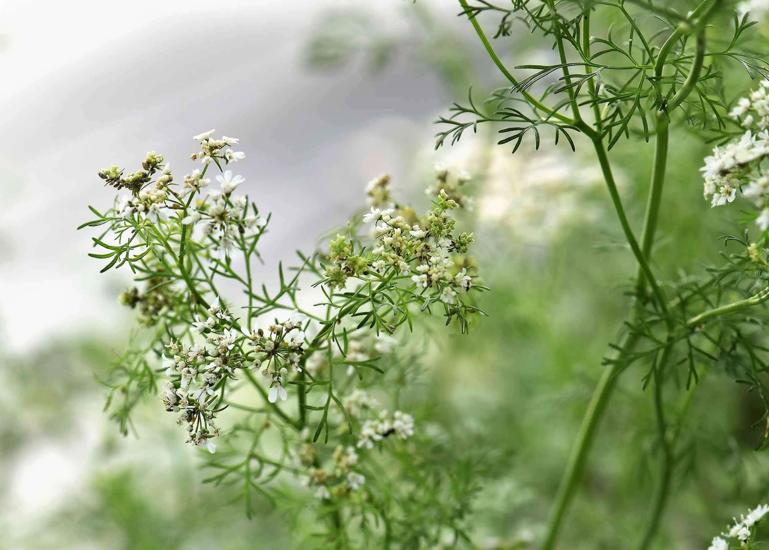 Zink-Selen & Koriander Vita Kapseln