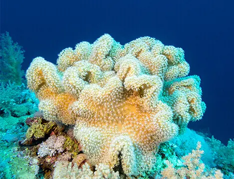 Sangokoralle Vita - Calcium (SANGO) Pulver