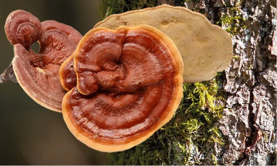 Bio-Ling Zhi / Reishi Vita "Glänzender Lackporling" Pulver