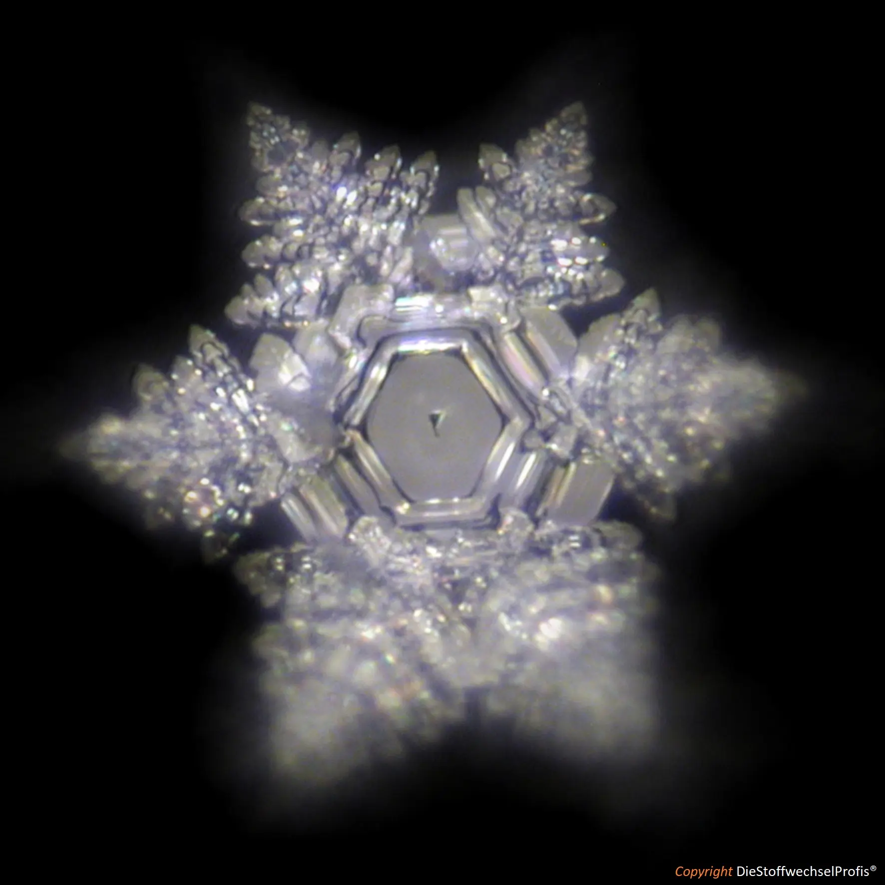 Hochenergie-TERRA-Set by DieStoffwechselProfis® mit 90.10.® Quanten-Technologie