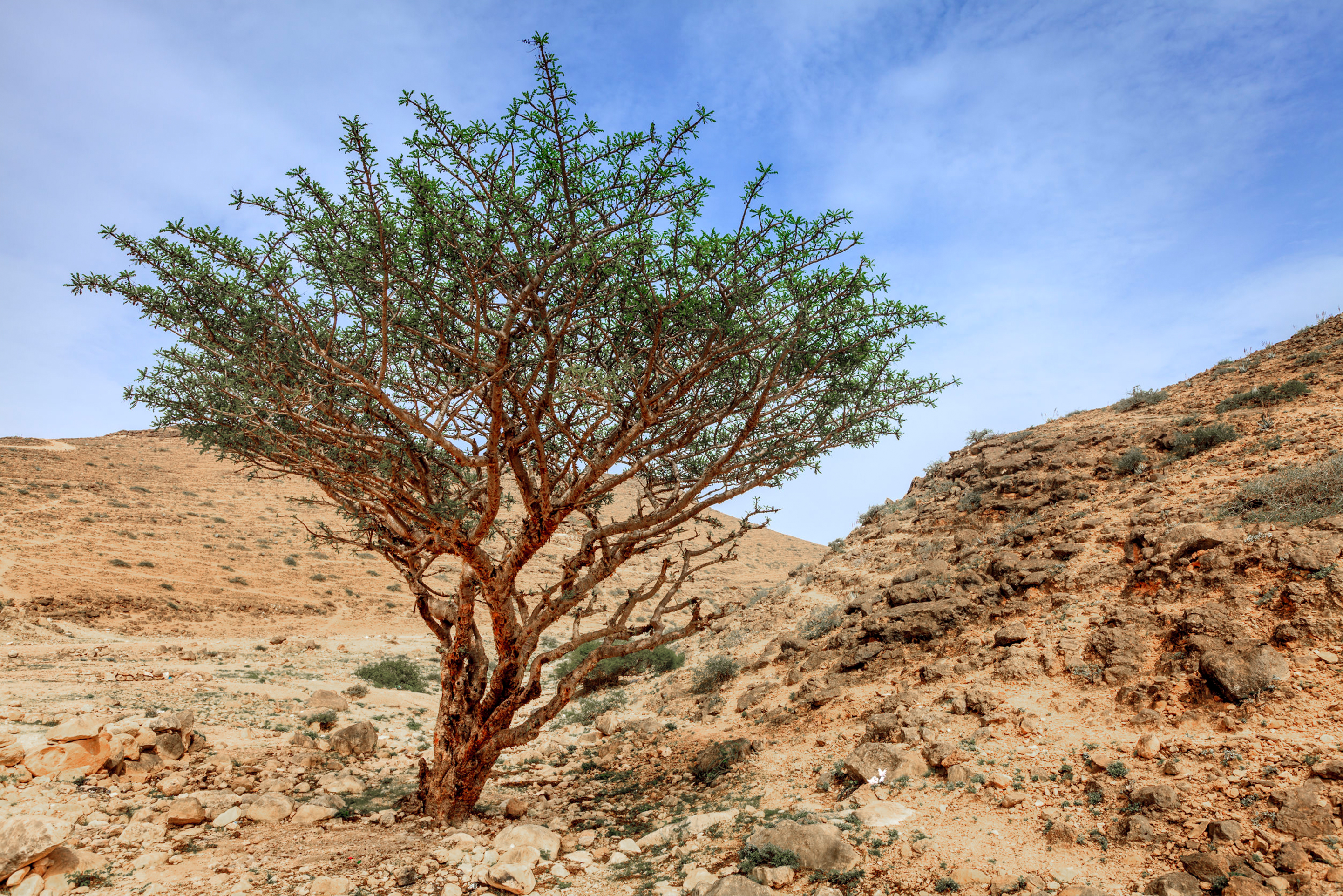 Weihrauch (Boswellia serrata) Myrrhe Pulver