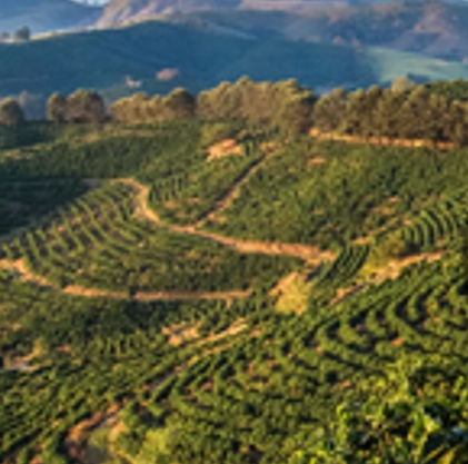 Hochland-Kaffe-Landschaft