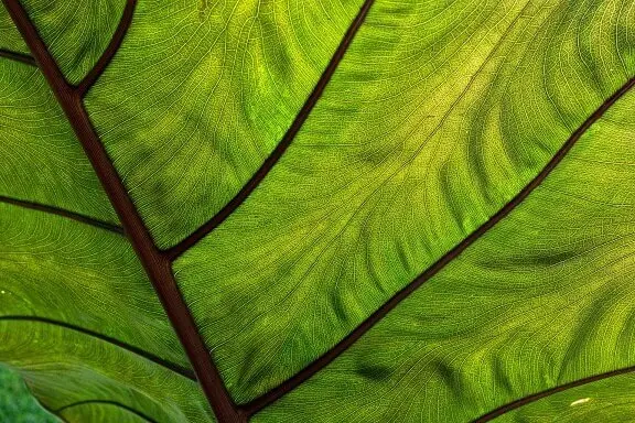 Wild Yam Vita (Yamswurzel) 150 Kapseln im Glas