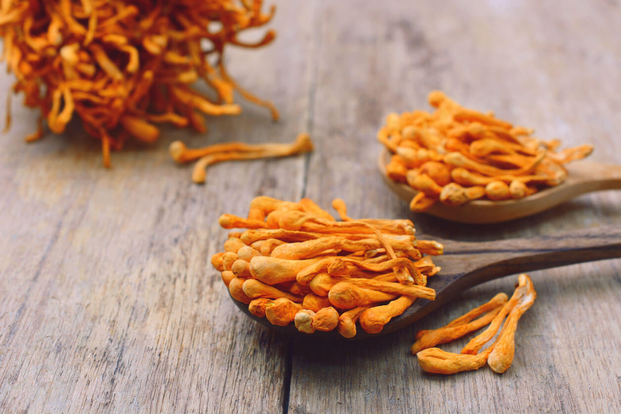 cordyceps-bild-shop_10 Bio Cordyceps Sinensis Kapseln