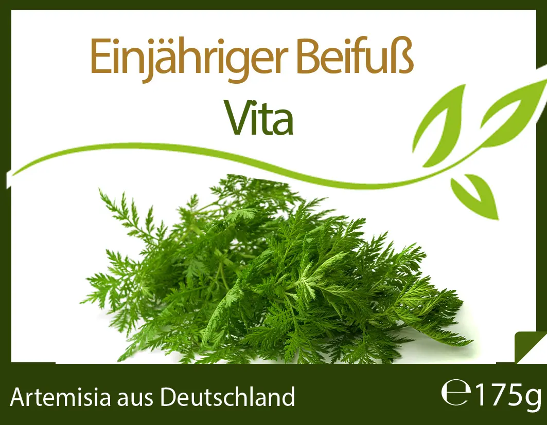 Artemisia Annua Einjähriger Beifuß 