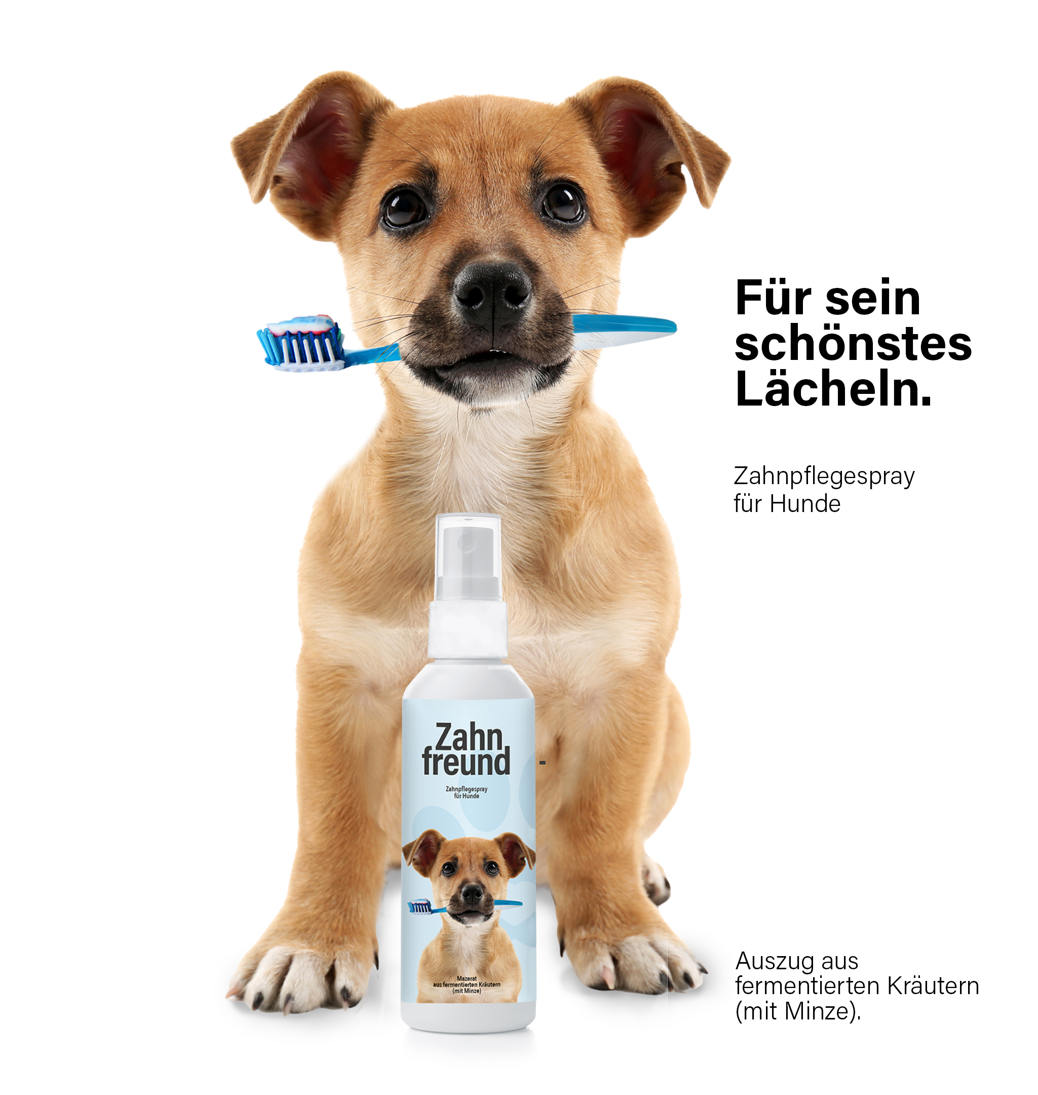 Zahnfreund-Spray