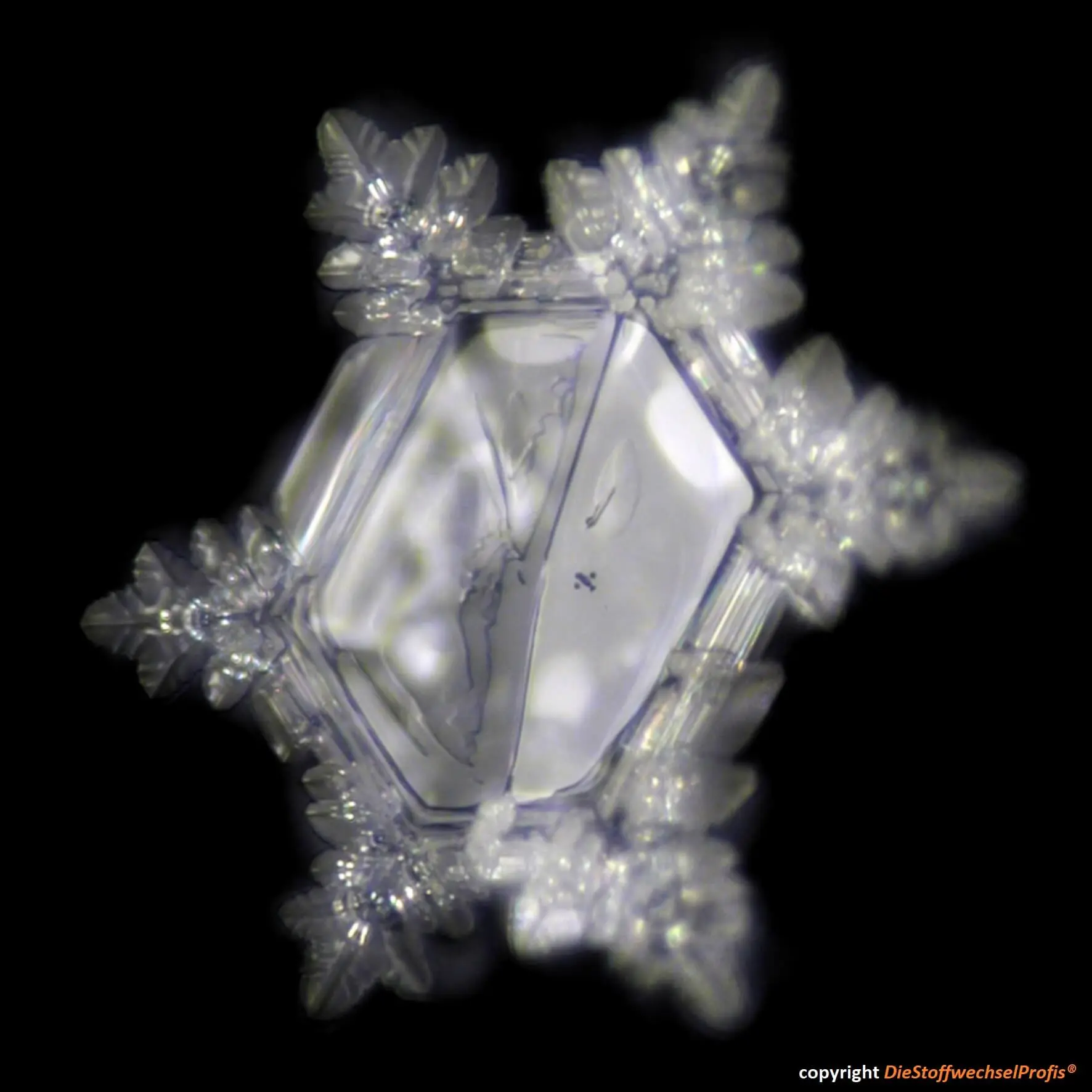 Hochenergie-Platte by DieStoffwechselProfis® mit 90.10.® Quanten-Technologie