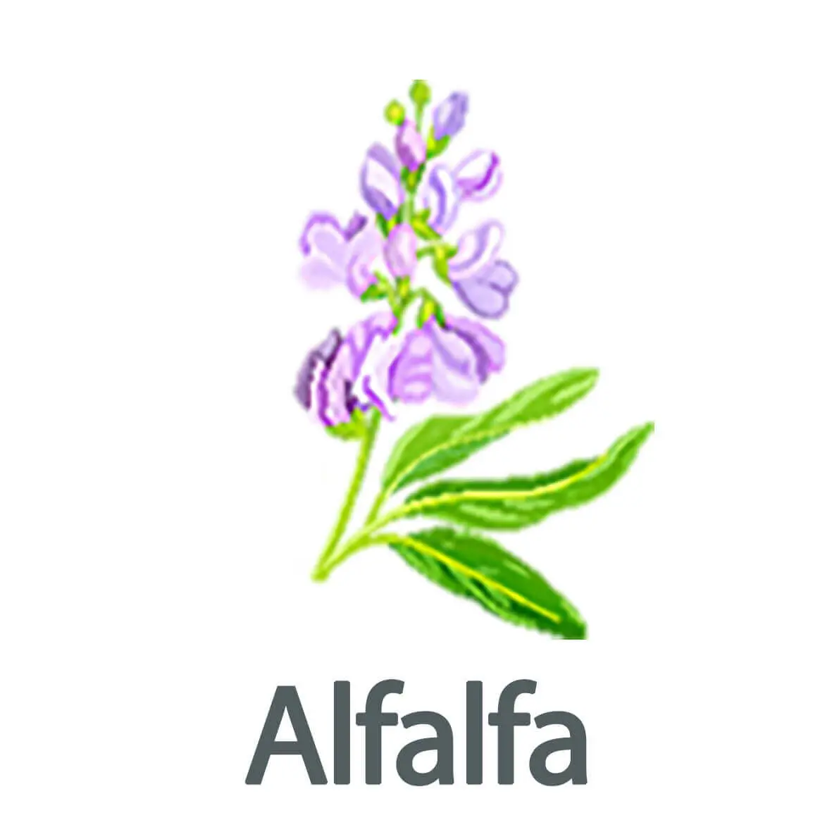 Superfood Alfalfa bio Pulver 80g im Glas